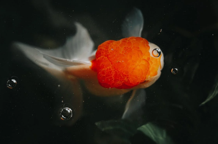 The Allure of Oranda Goldfish: Unraveling Their Mystique